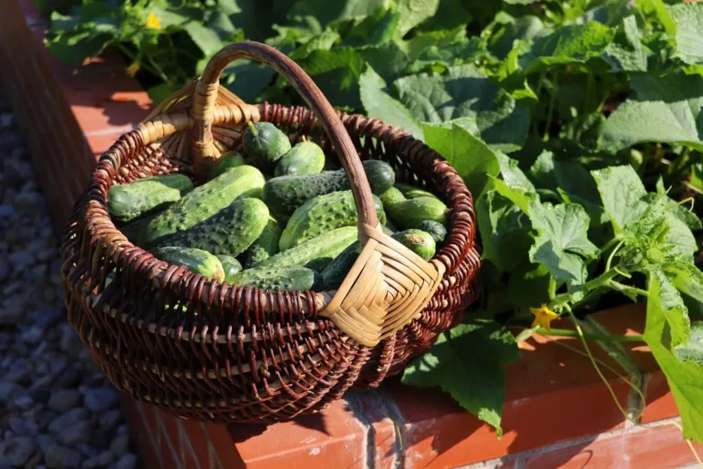 A basket of cucumbers picked from a raised bed garden