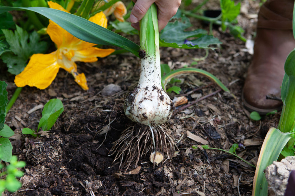 Pulling a large bulb of lettuce out of a raised bed between squash and corn