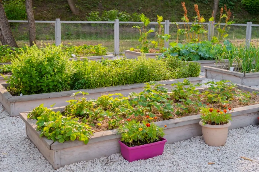 neat raised bed garden with strawberries, herbs and squash plants