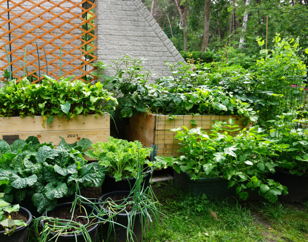 Raised bed gardens filled to the brim with lush green vegetables. 