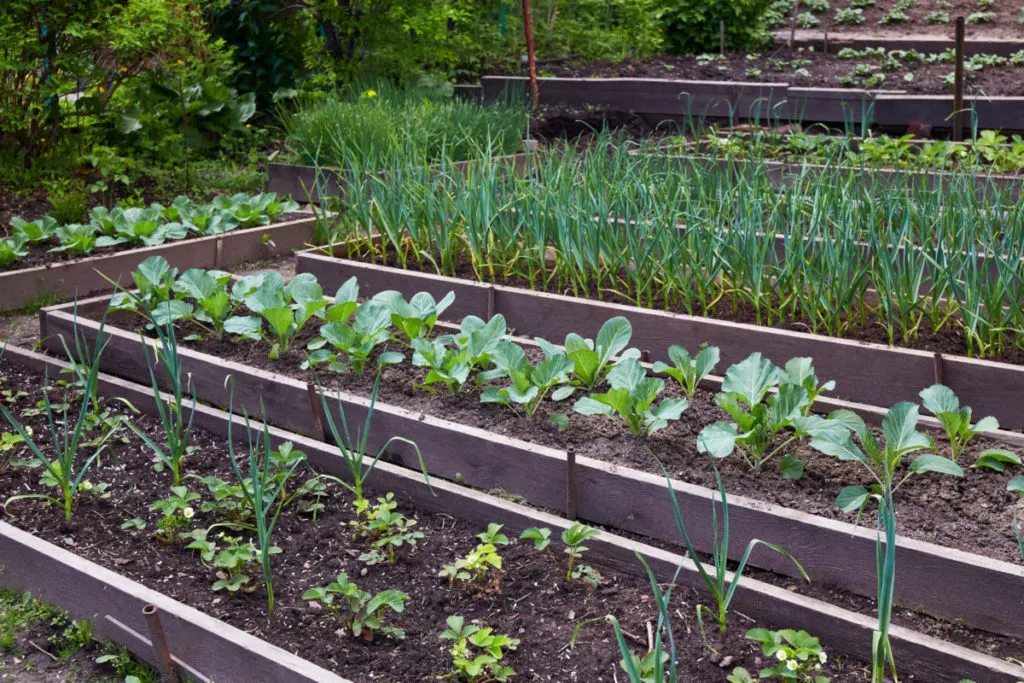 Neatly pedicured rows of vegetables in raised bed garden
