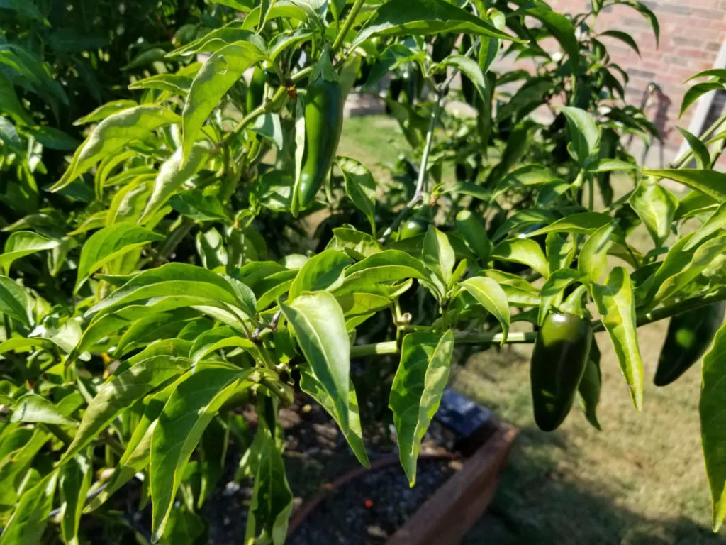 Jalapeño peppers growing in a raised bed