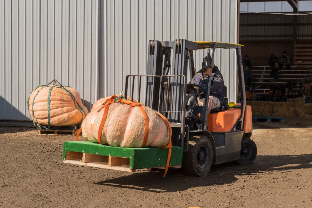 a farmer using a skid steer to lift a massive pumpkin on a wood pallet
