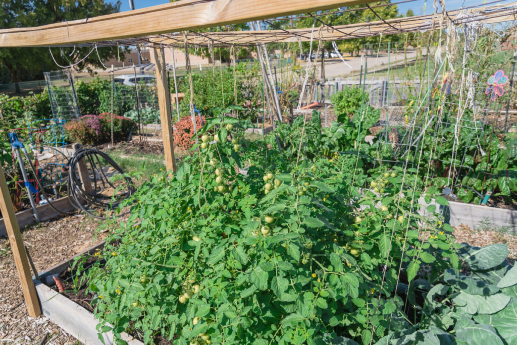 Bushy, overgrown tomatoes in a raised bed