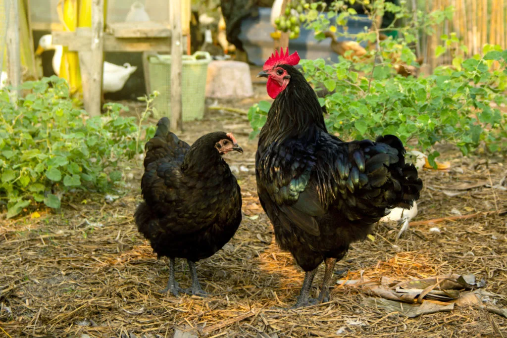 Breeding pair of Austrolorp chickens.