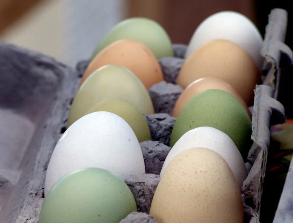 Egg carton with green, cream and white eggs