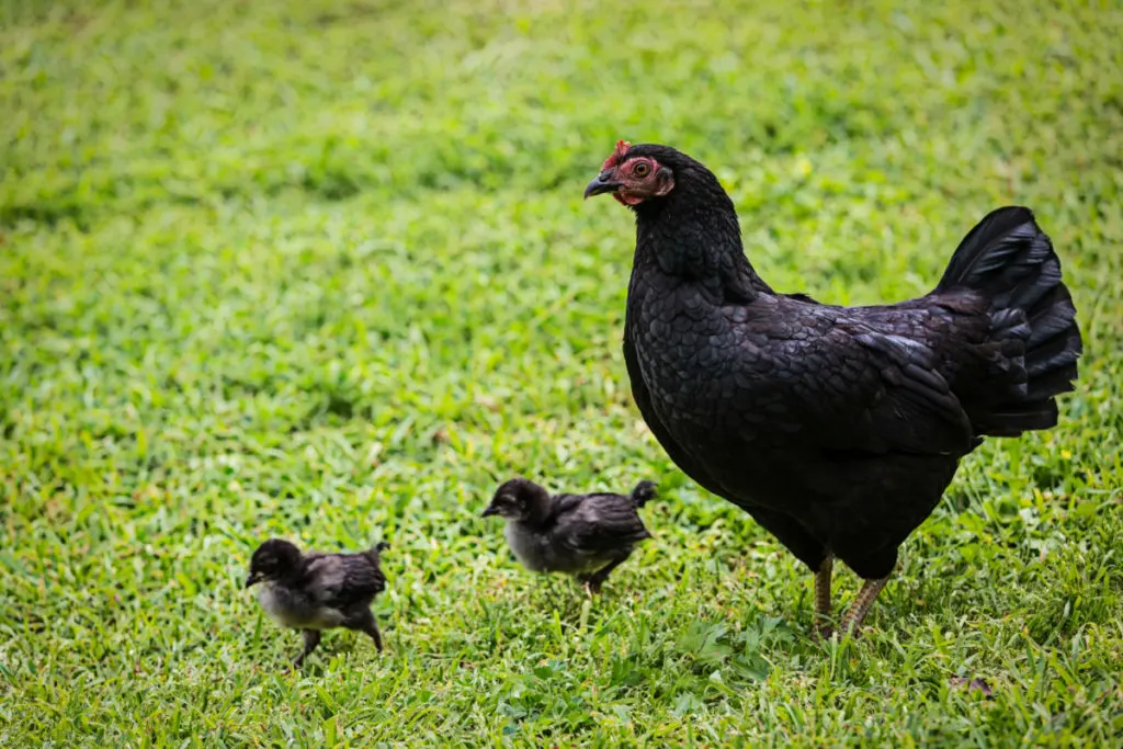 Maran hen and two chicks