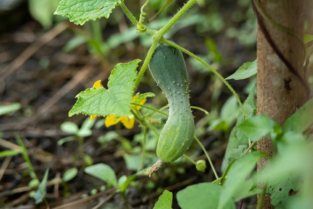 Why are my cucumbers not growing correctly? Why are my cucumbers not growing correctly?