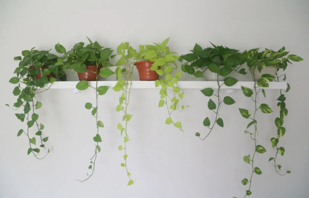 Several varieties of pothos growing on a shelf.