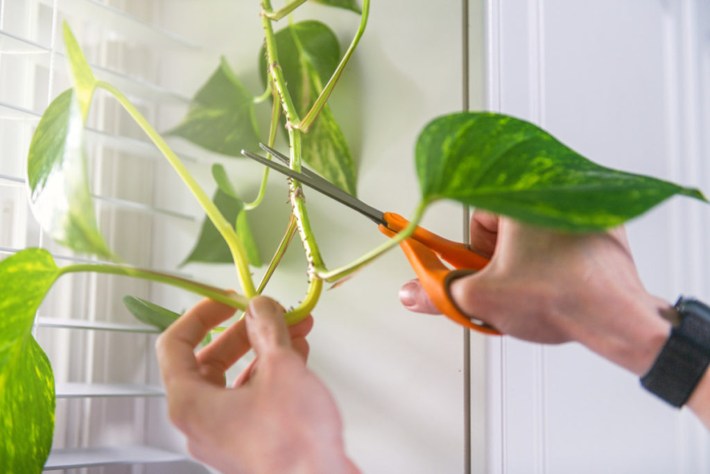 Hands taking cutting from a pothos.