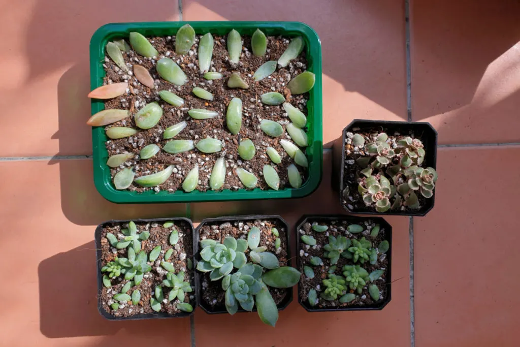 7 Succulent House Plant Cuttings