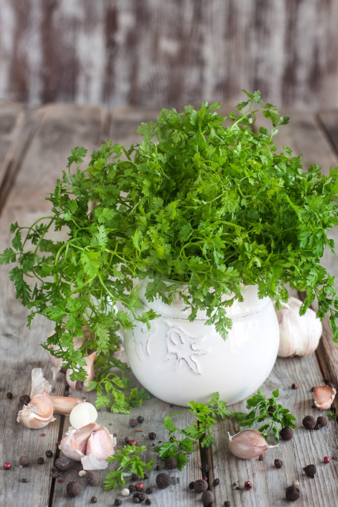 Large potted chervil on wood table with garlic cloves