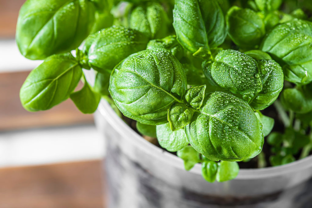 Basil plant with dew on the leaves