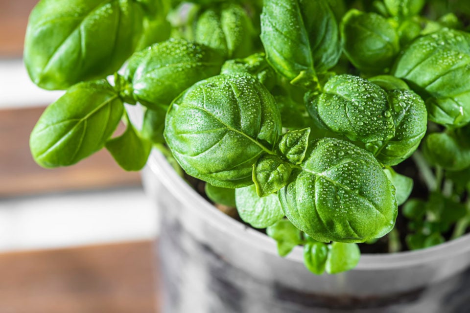 11 Herbs You Can Grow Indoors All Year Round