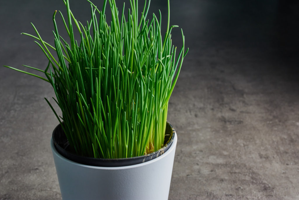 Potted chives on a dark gray background