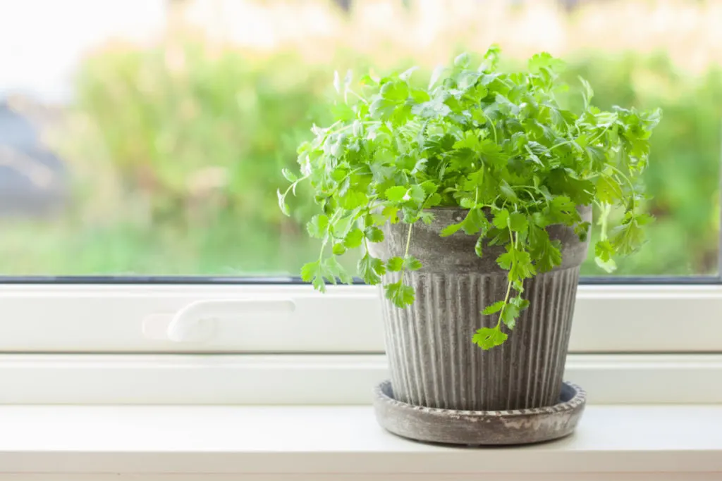 Potted coriander in the window