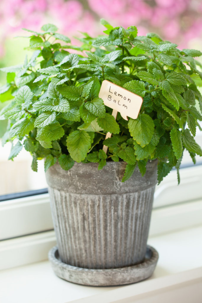 Potted lemon balm with a wooden label