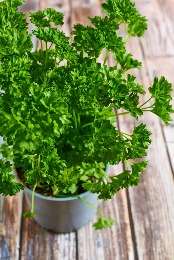 Close up of curly parsley plant