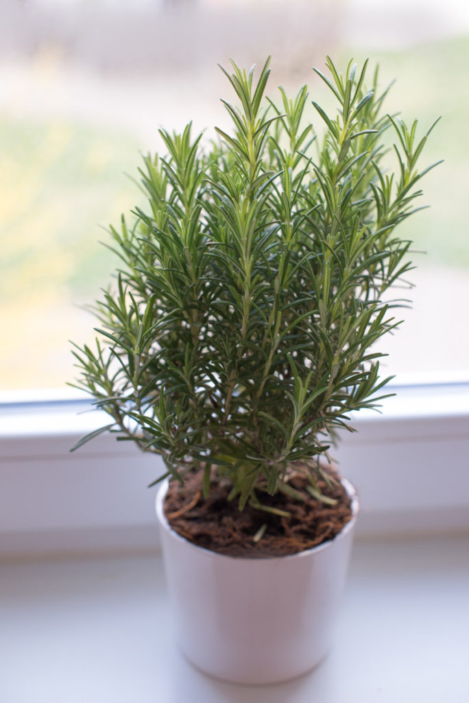 Rosemary plant in window
