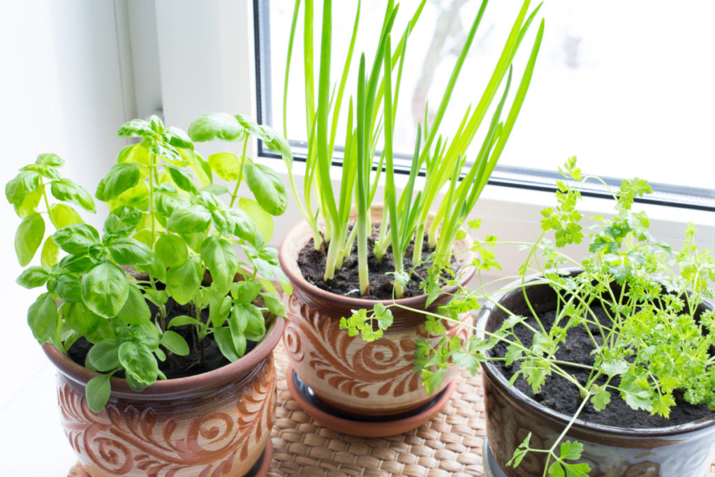 Potted herbs in a sunny windowsill