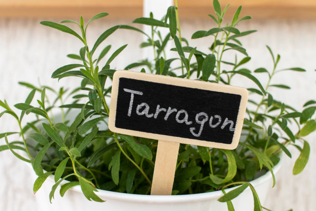 Potted tarragon plant with label