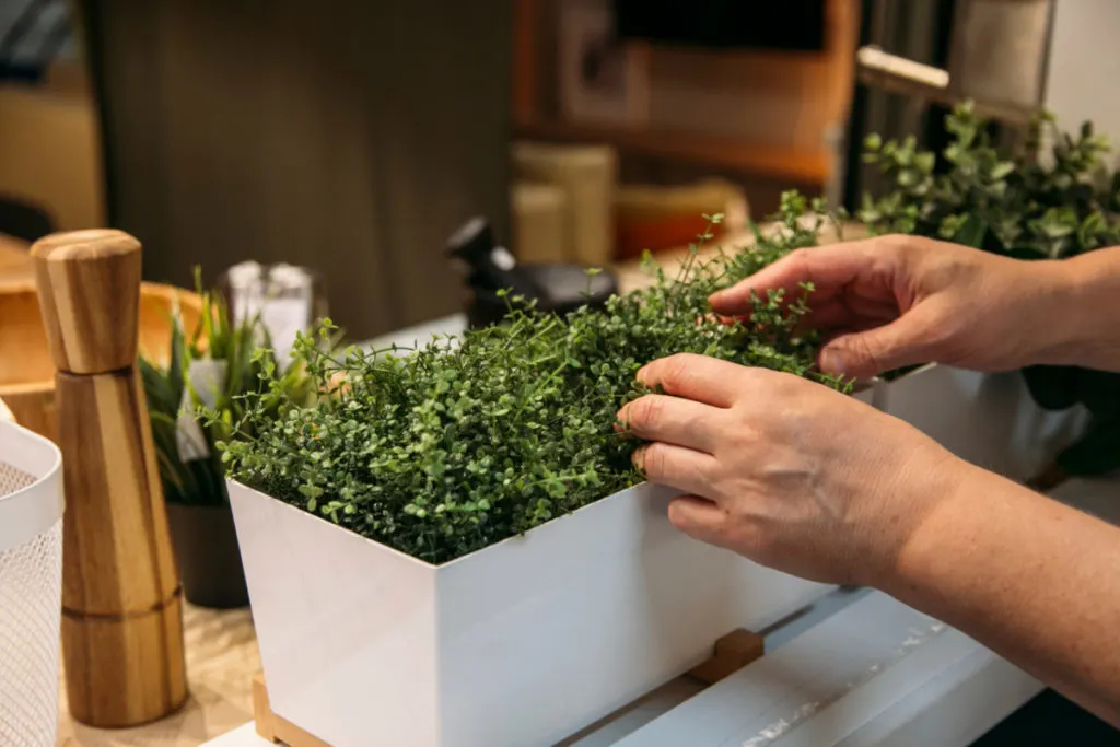 Hands picking thyme from a window box on a kitchen counter