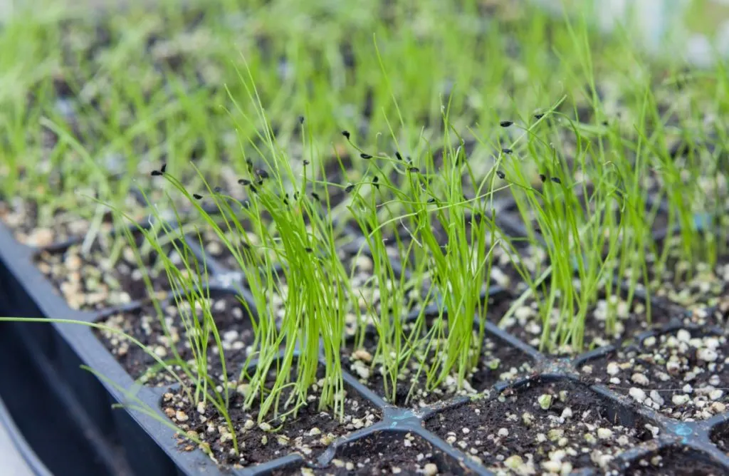 Chive sprouts growing in seed starting trays