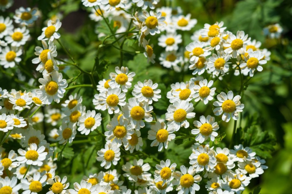 close up of bunches of chamomile flowers