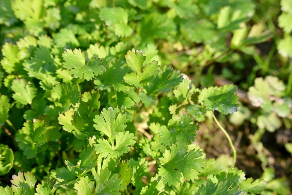Cilantro growing outside in the sun