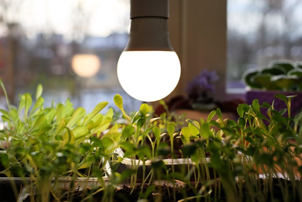 A grow light bulb hanging low above seedlings.