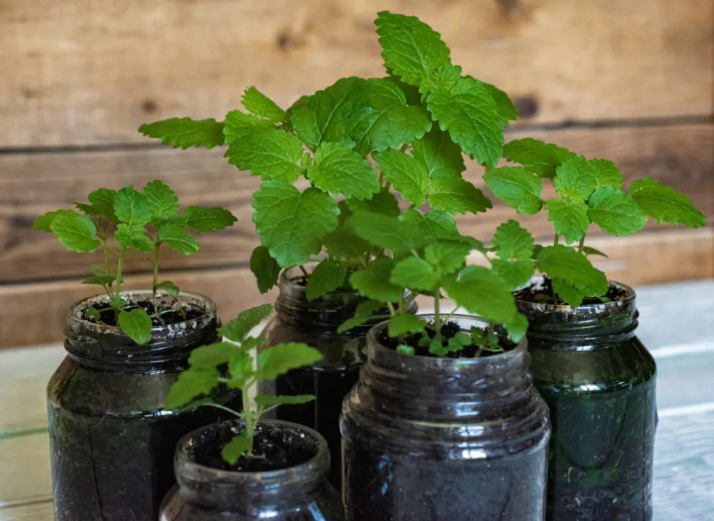 Small jars with lemon balm plants growing in them 