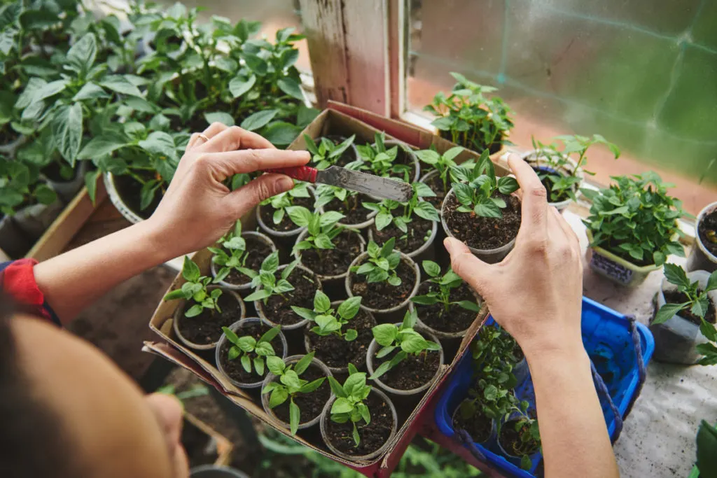 Overhead view of woman potting up small seedlings.