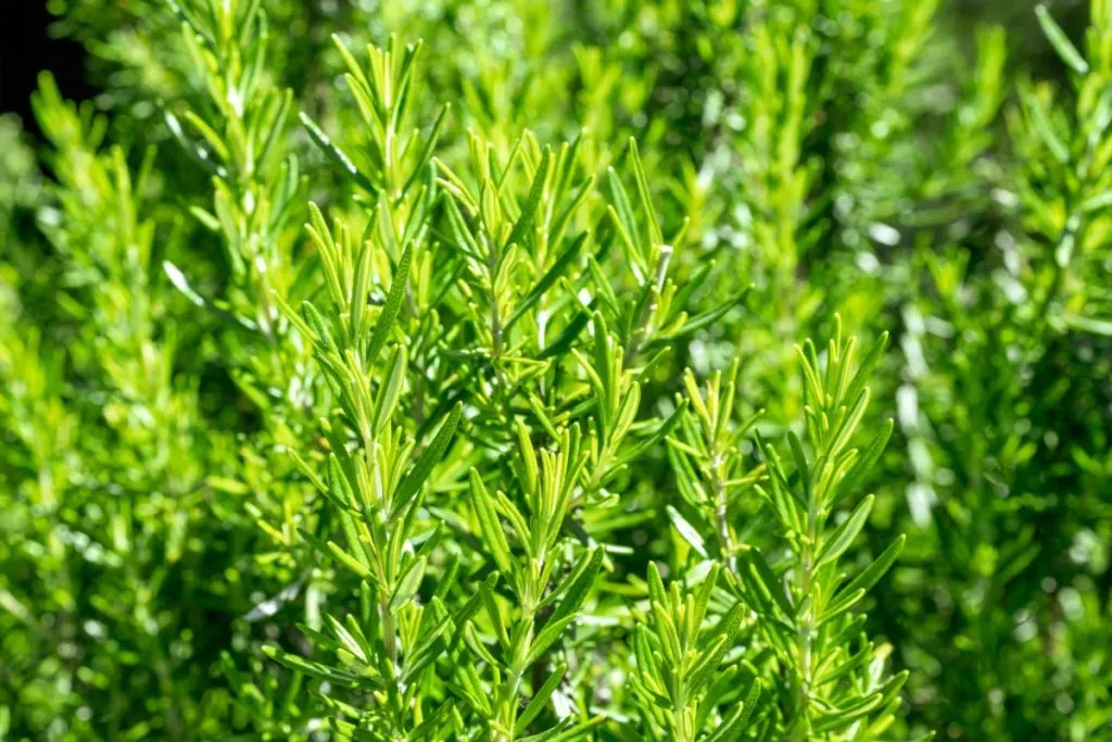 Spiky rosemary growing outside