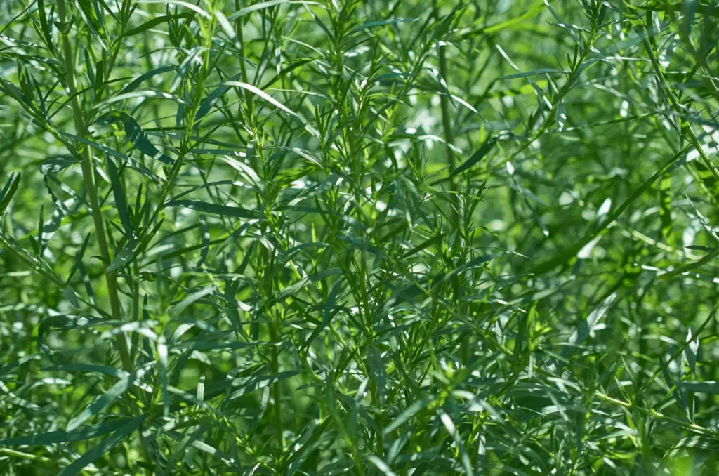 French tarragon growing in the sunshine.
