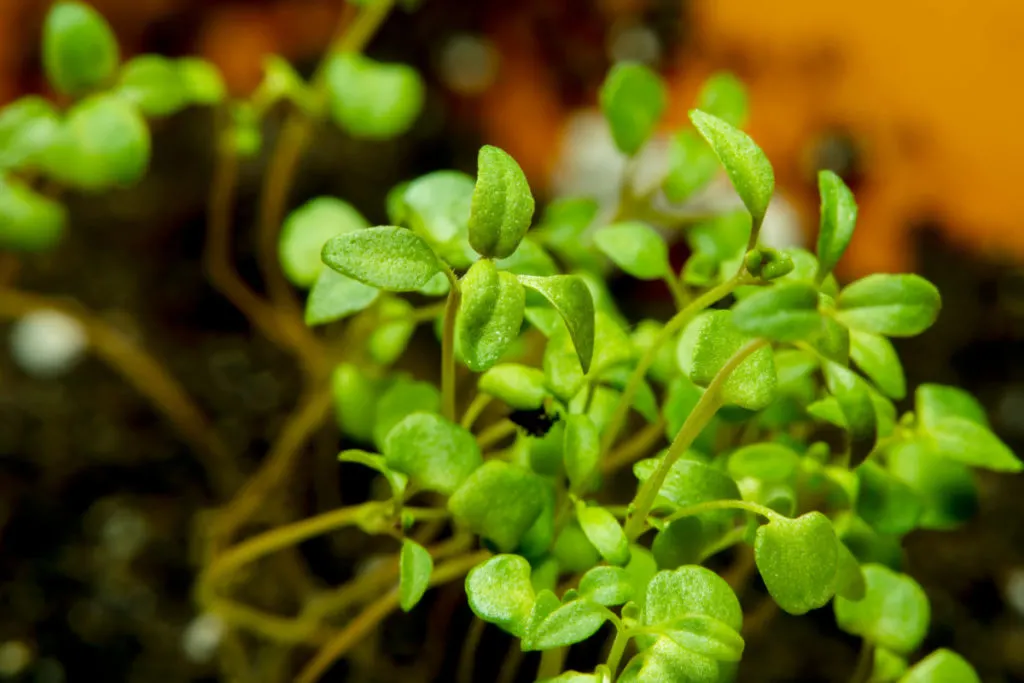 Close up, soft-focus of tiny thyme sprouts.