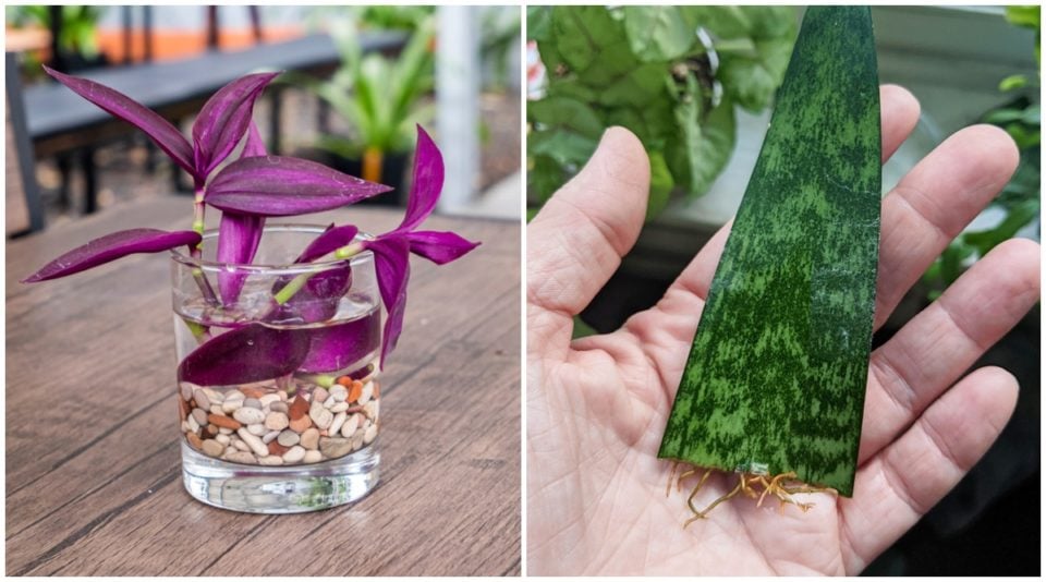 9 Houseplants That Are Ridiculously Easy to Propagate