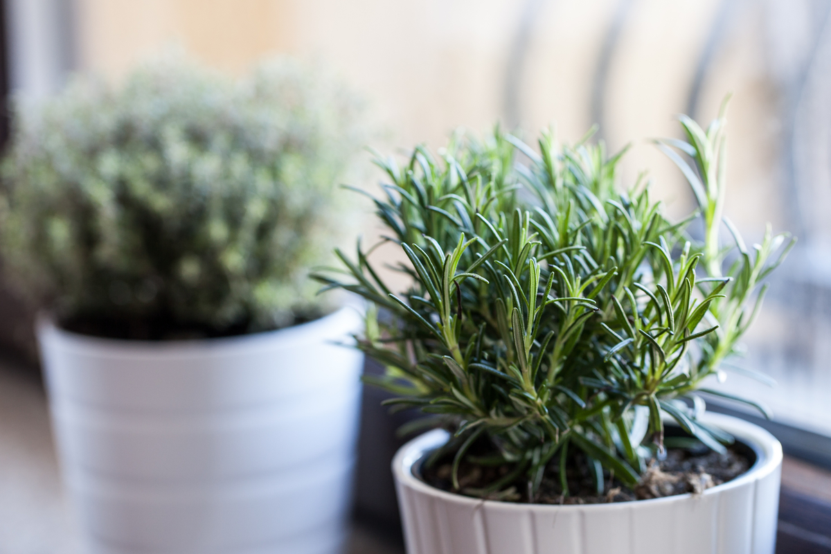 11 Herbs You Can Grow Indoors All Year Round