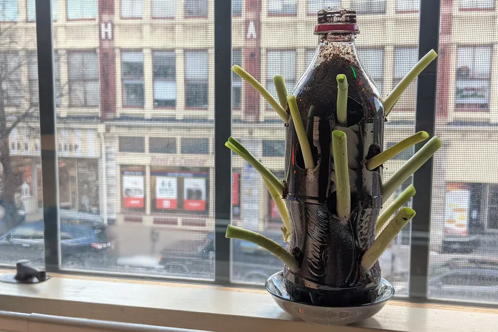 Empty Coca-Cola bottle filled with dirt, and holes cut into it to plant scallions.