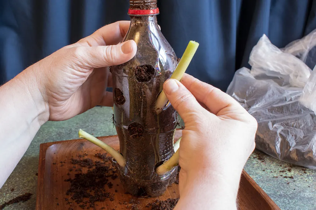 Hands pushing scallion bottoms into soil-filled soda bottle.