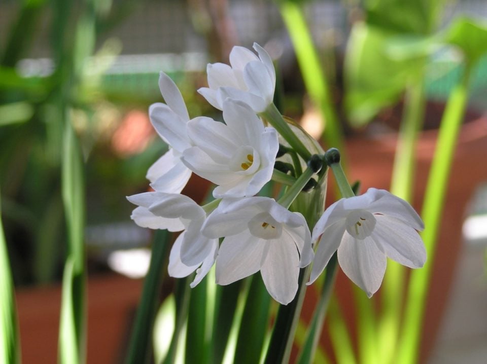 How To Save Paperwhite Bulbs to Bloom Again