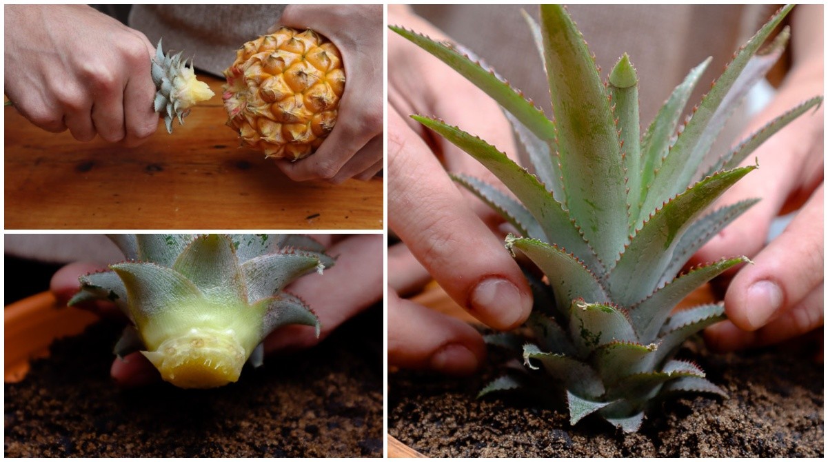 How To Grow A Pineapple Plant From A Pineapple Top