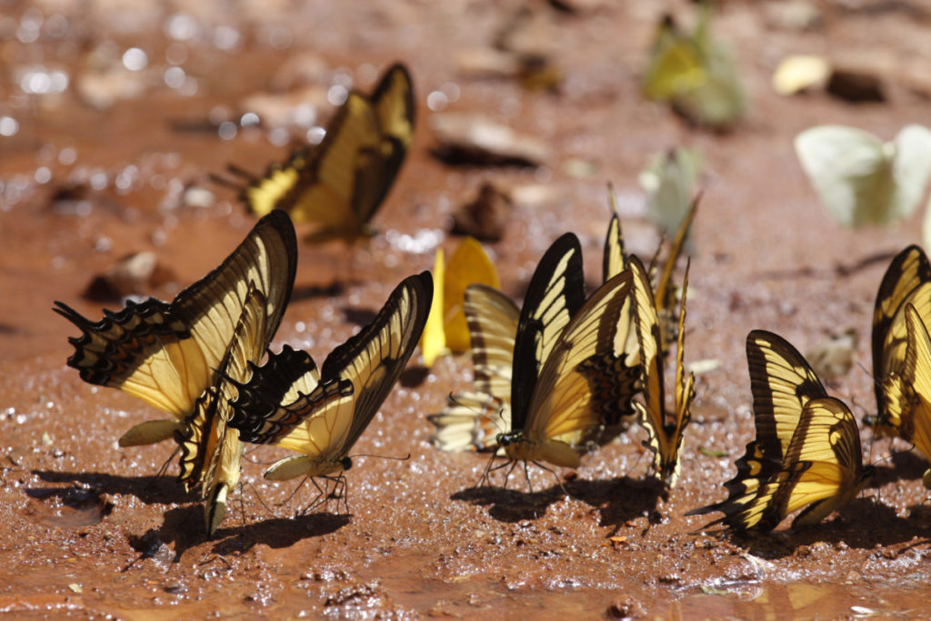Butterflies drinking from a mud puddle