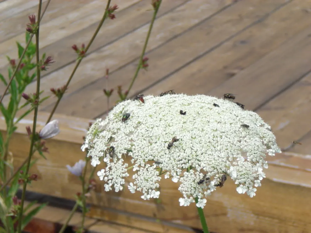 queen anne's lace covered in pollinators