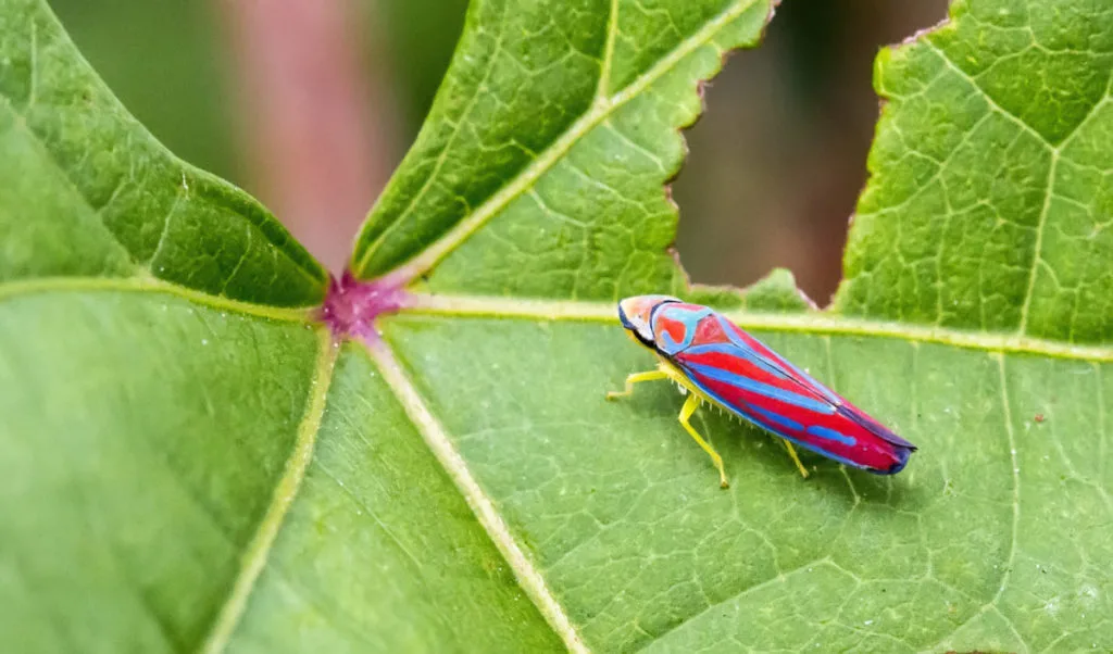 Colorful insect on a leaf