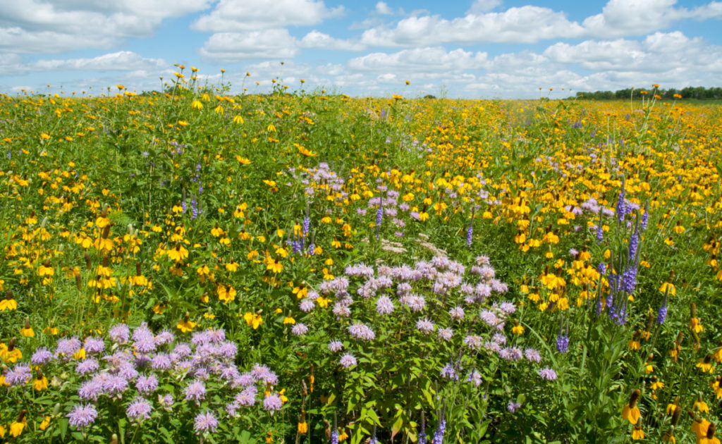 A summer prairie filled with flowers