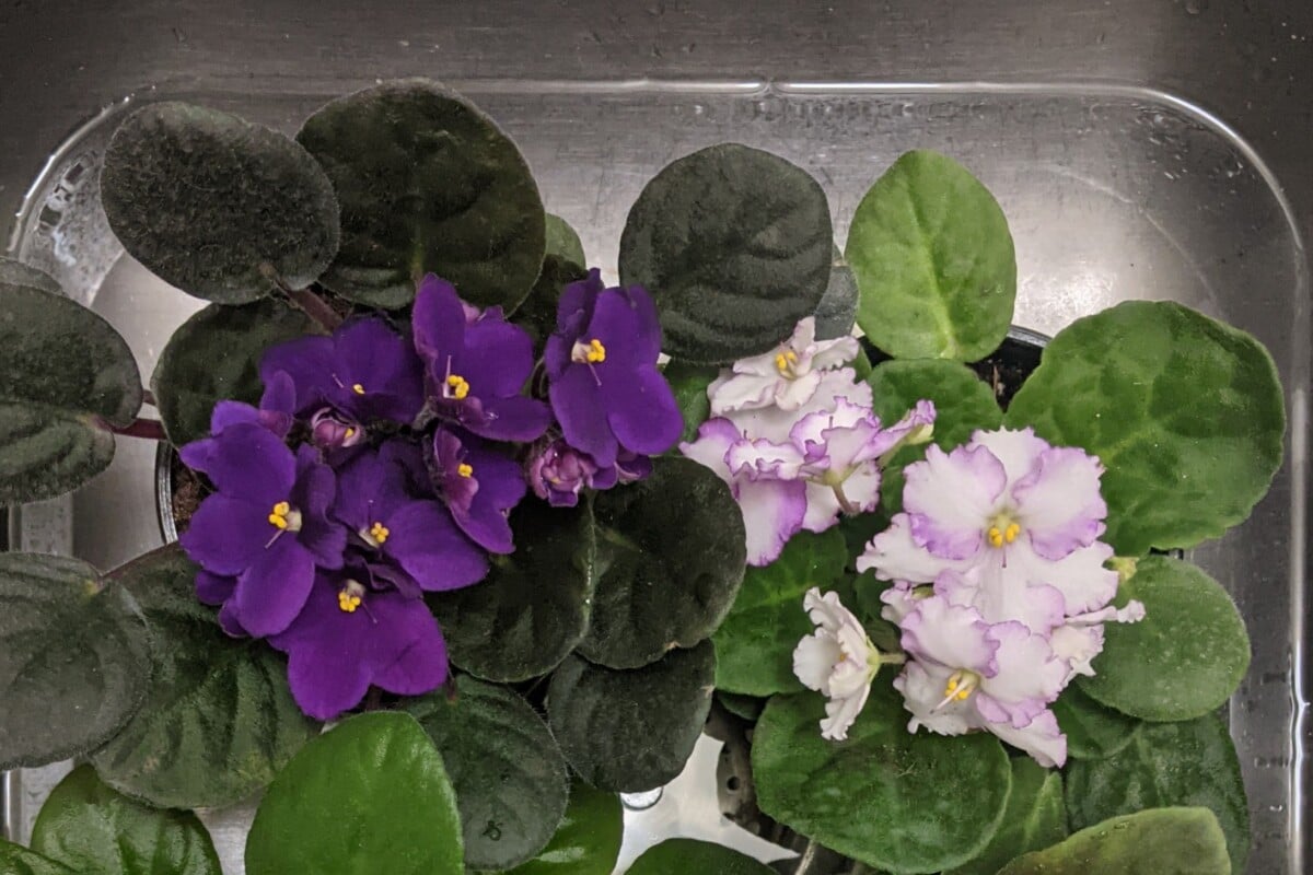 African violets in a sink full of water