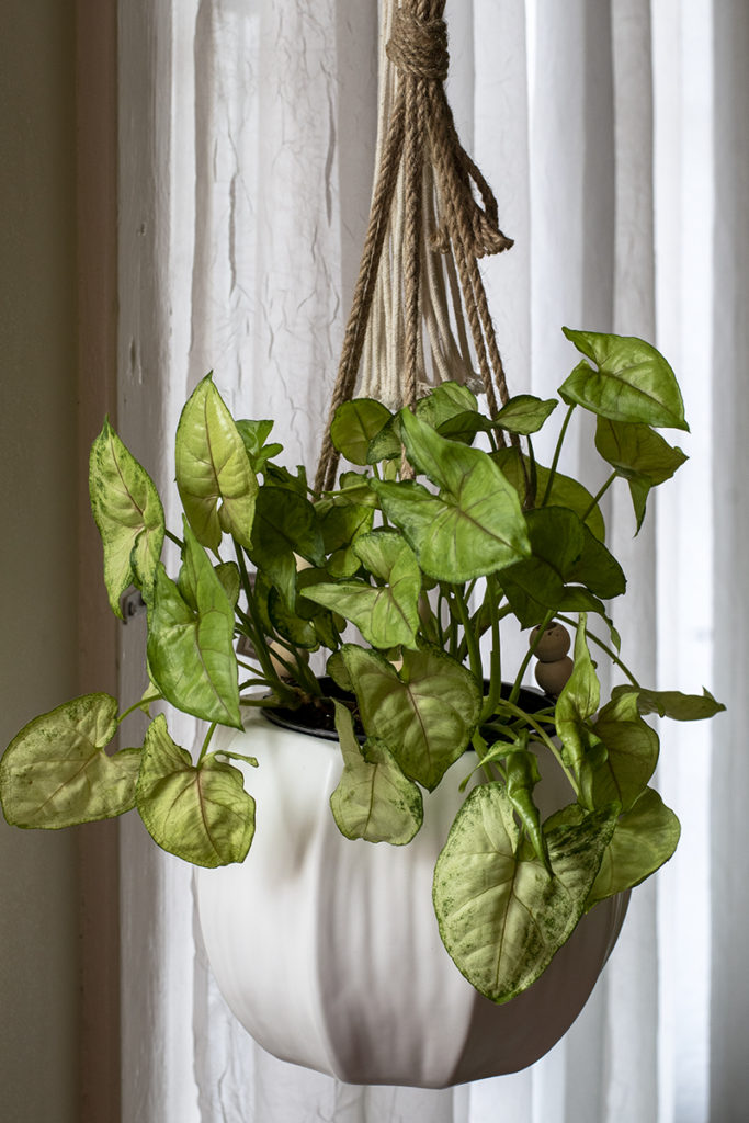 Arrowhead in a hanging planter