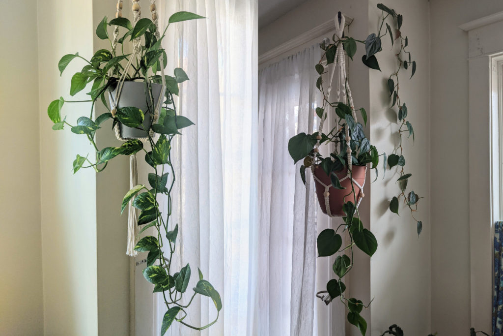 side by side comparison of a pothos and a heartleaf philodendron