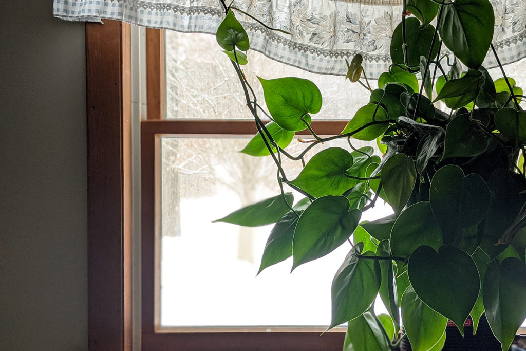 Heartleaf philodendron hanging in front of a window.