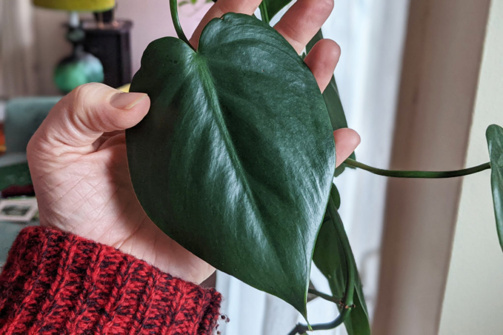 Hand holding the large, green leaf of a heartleaf philodendron